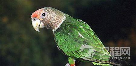 古代帝王也爱养宠物:皇帝竟带白鹤出征作战