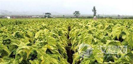 揭秘慈禧太后的水烟袋中藏着三个大秘密!