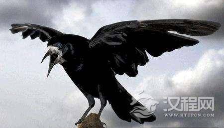 乌鸦名声不好是被冤枉:古时曾是吉祥鸟报喜鸟
