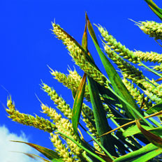 小满节气的习俗