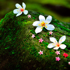 清明民俗及饮食文化