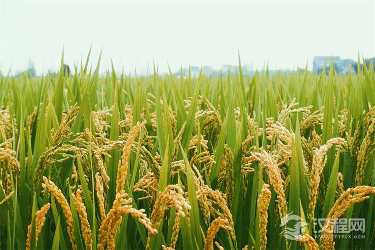 131856.jpg 131856.jpg