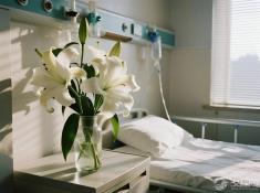 探病送百合?花语藏刀,小心被家属轰出门!