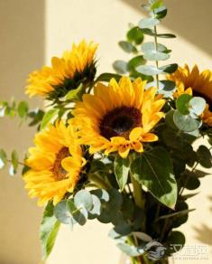 如果只能送一种花,你会选什么?揭秘花艺师的“万能保险牌”。