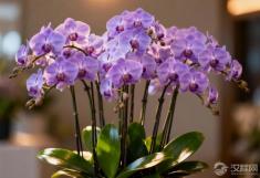 第一次见家长,送什么花最能博得好感?这份指南救了太多人