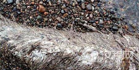 史前生物 史前生物