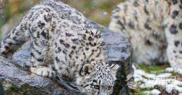 1517540514327016.jpg 1497837552852274.jpg