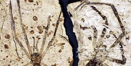 内蒙古发现罕见未知史前蜘蛛种群化石 内蒙古发现罕见未知史前蜘蛛种群化石