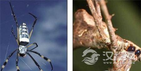 内蒙古发现罕见未知史前蜘蛛种群化石 内蒙古发现罕见未知史前蜘蛛种群化石