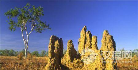 古老的蚁丘 古老的蚁丘