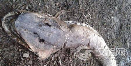 1485155014823350.jpg 5105461462500594.jpg