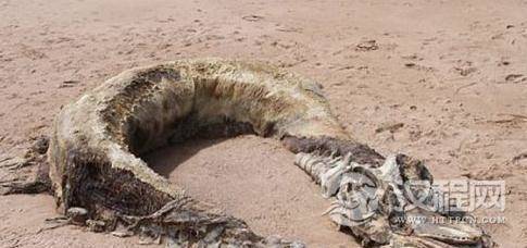 3500年前动物残骸 3500年前动物残骸