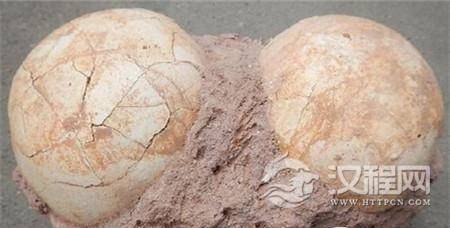 最老恐龙晶胚化石 最老恐龙晶胚化石