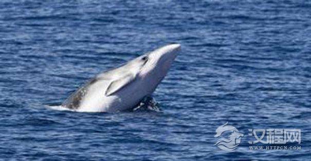 南极小须鲸
