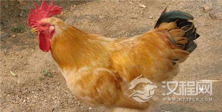 考古学遗址发现的39块鸡骨 考古学遗址发现的39块鸡骨