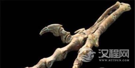 兽脚类恐龙并非都是刽子手 兽脚类恐龙并非都是刽子手