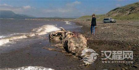史前生物 史前生物