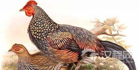 考古学遗址发现的39块鸡骨 考古学遗址发现的39块鸡骨