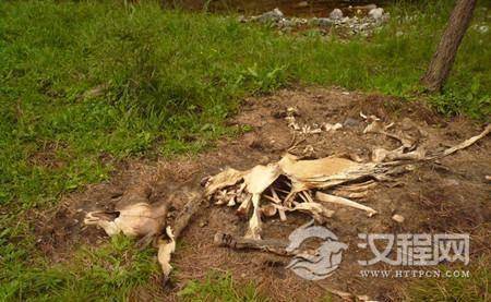 3500年前动物残骸 3500年前动物残骸