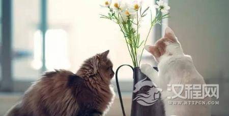 1487831635812753.jpg 2.jpg