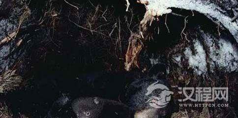 揭秘熊在冬眠时候需要上大号吗?