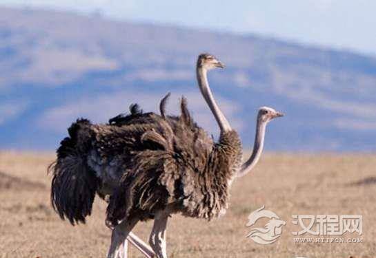 1522570316826675.png blob.png