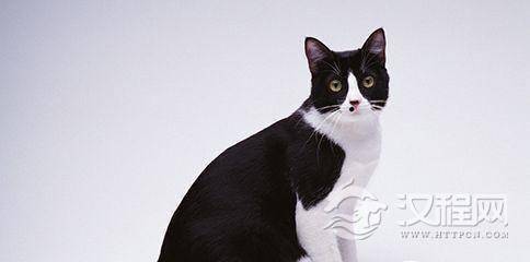 黑白猫