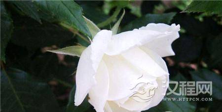 1489718486639156.jpg 1_副本5.jpg