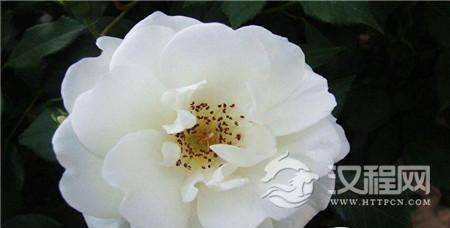 1489718492778386.jpg 2_副本5.jpg