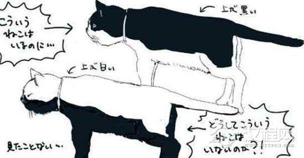 为什么没有白背黑肚的猫