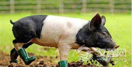 1493426036340312.jpg 1_副本1.jpg