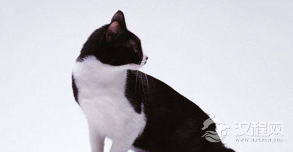 为什么没有白背黑肚的猫