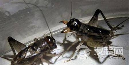 1509602750827250.jpg 3e66000332905a670a68.jpg