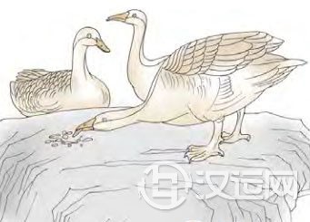 渐卦第二爻,爻辞:六二:鸿渐于磐,饮食桁桁 渐卦第二爻,爻辞:六二:鸿渐于磐,饮食桁桁