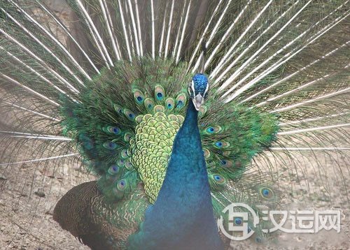 离卦第五爻,爻辞:六五:出涕佗若,戚嗟若, 离卦第五爻,爻辞:六五:出涕佗若,戚嗟若,