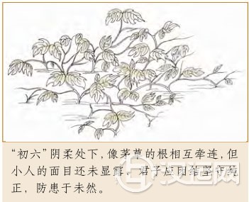 否卦第一爻,爻辞:初六:拔茅茹,以其汇,贞 否卦第一爻,爻辞:初六:拔茅茹,以其汇,贞