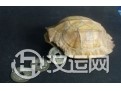 六爻预测应该怎样摇卦与断卦? 六爻预测应该怎样摇卦与断卦?