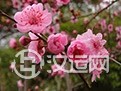 梅花易数基础知识:十应奥论(下) 梅花易数基础知识:十应奥论(下)