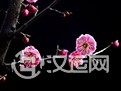 《梅花易数》作者之谜:或并非邵雍所著 《梅花易数》作者之谜:或并非邵雍所著