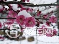 奥秘:梅花易数的起源 奥秘:梅花易数的起源