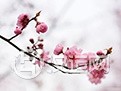 《梅花易数》占卜十八论:人事、家宅、屋舍、婚姻 《梅花易数》占卜十八论:人事、家宅、屋舍、婚姻