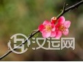 介绍介绍什么是梅花易数 介绍介绍什么是梅花易数