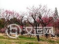 梅花易数基础知识:卦法秘注论 梅花易数基础知识:卦法秘注论