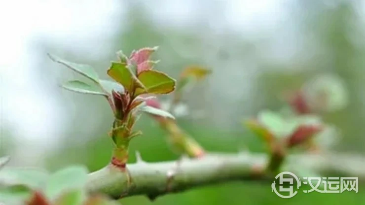 有避邪镇宅作用的植物 有避邪镇宅作用的植物