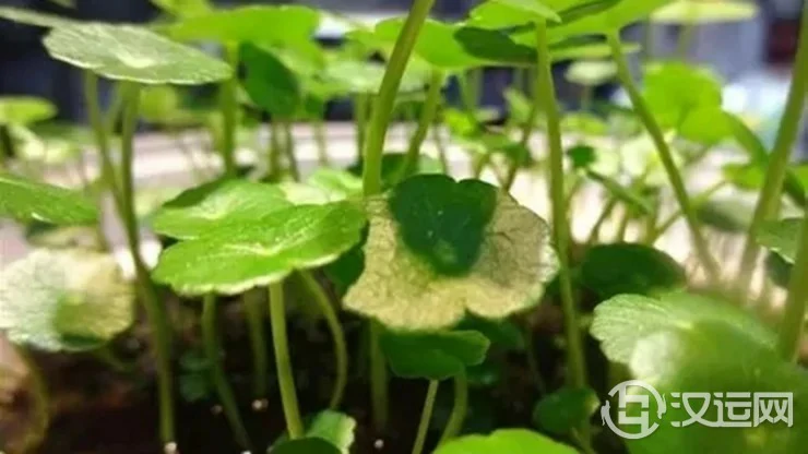 怎样利用植物旺财运 怎样利用植物旺财运