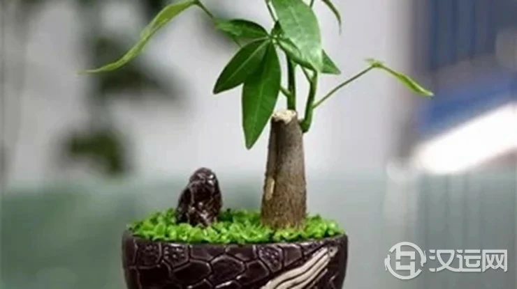 12生肖养什么植物可以旺财运 12生肖养什么植物可以旺财运