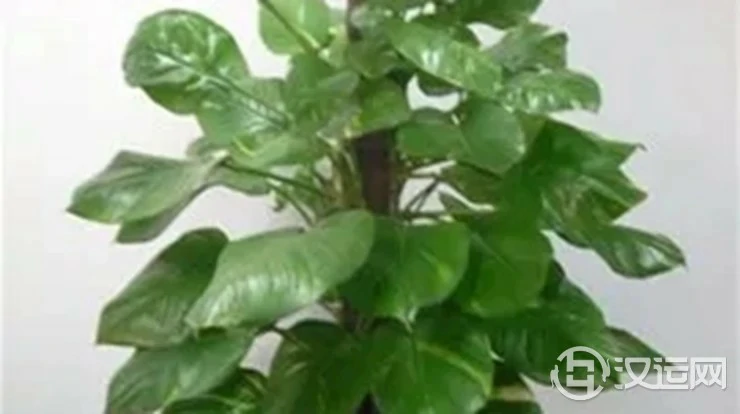 教你如何利用花草植物来催财 教你如何利用花草植物来催财