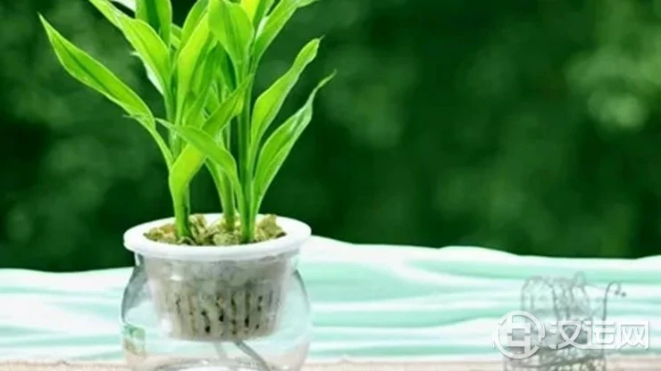 令12生肖在职场脱颖而出的植物 令12生肖在职场脱颖而出的植物