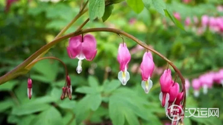 谷雨时节,怎样赏花旺婚恋? 谷雨时节,怎样赏花旺婚恋?