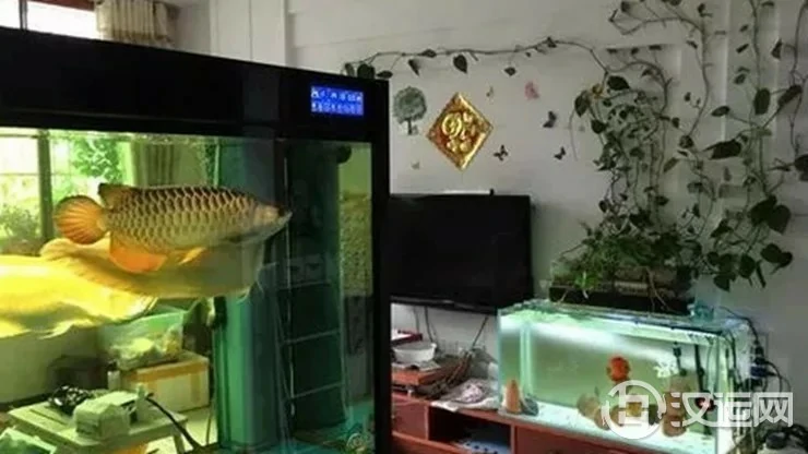 千万注意,这样养鱼会让你破财! 千万注意,这样养鱼会让你破财!